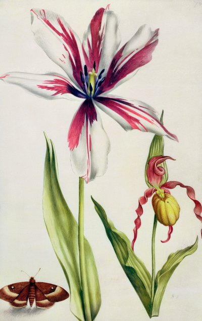 Orchid, Tulip and Butterfly by Nicolas Robert